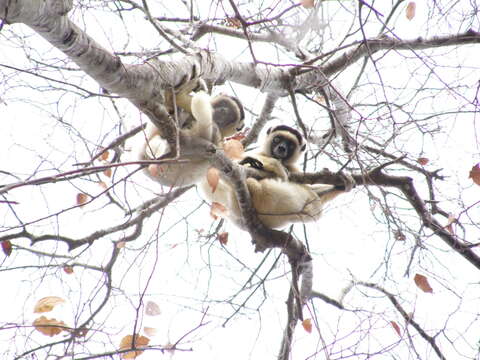 Image of Verreaux's Sifaka