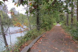 Image of Oregon Alder