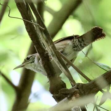 Image of Rufous-and-white Wren