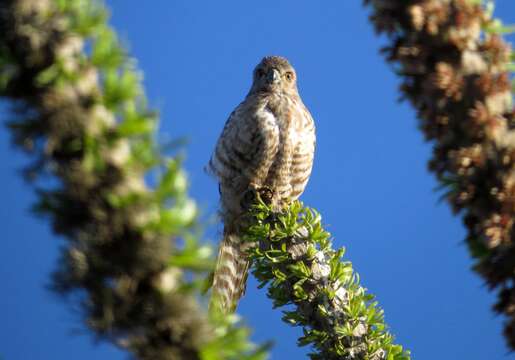 Image of Banded Kestrel