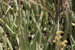 Image of Ladies' fingers