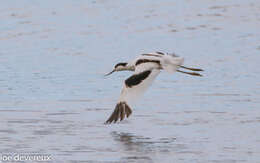 Image of avocet, pied avocet