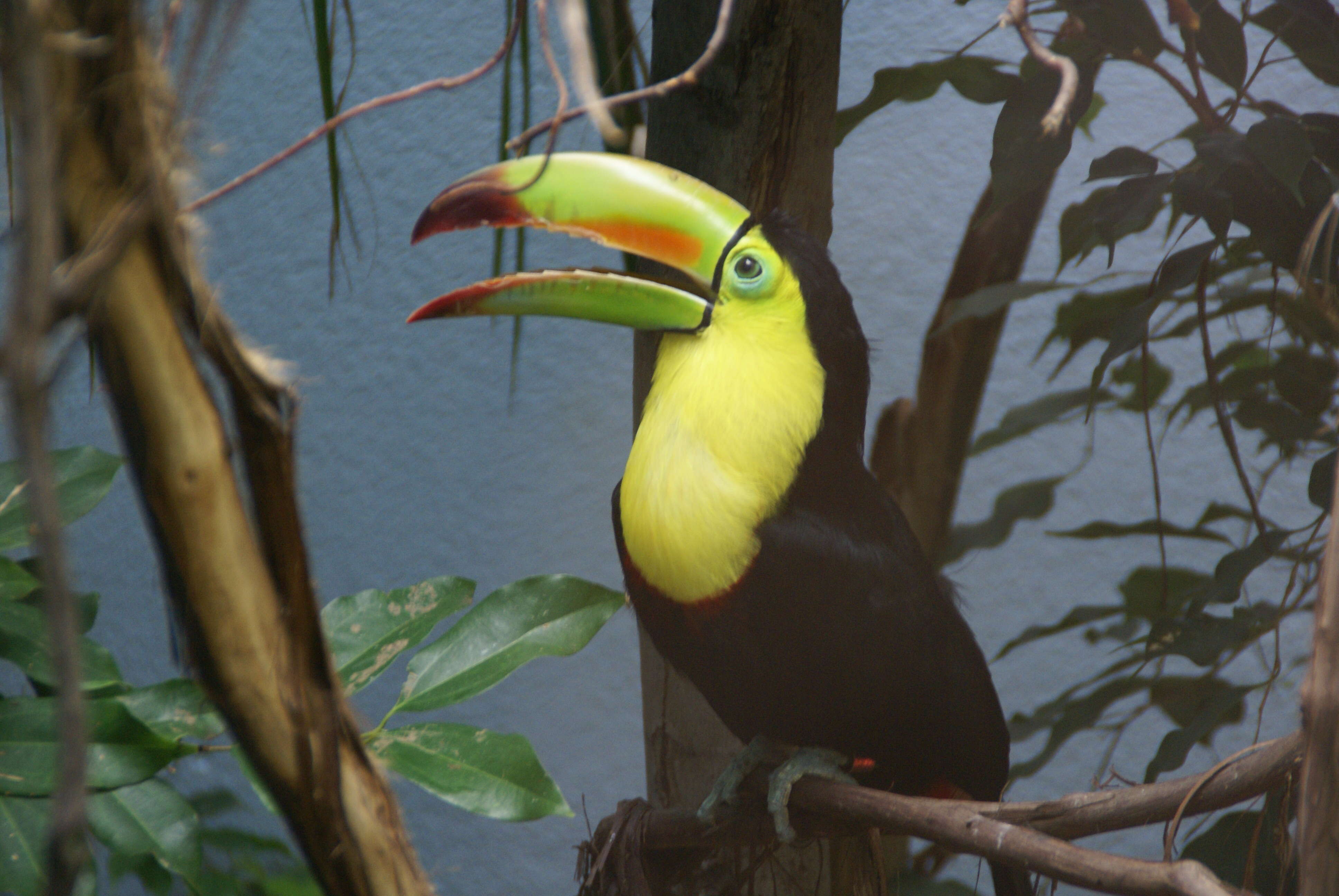 Image of Keel-billed Toucan