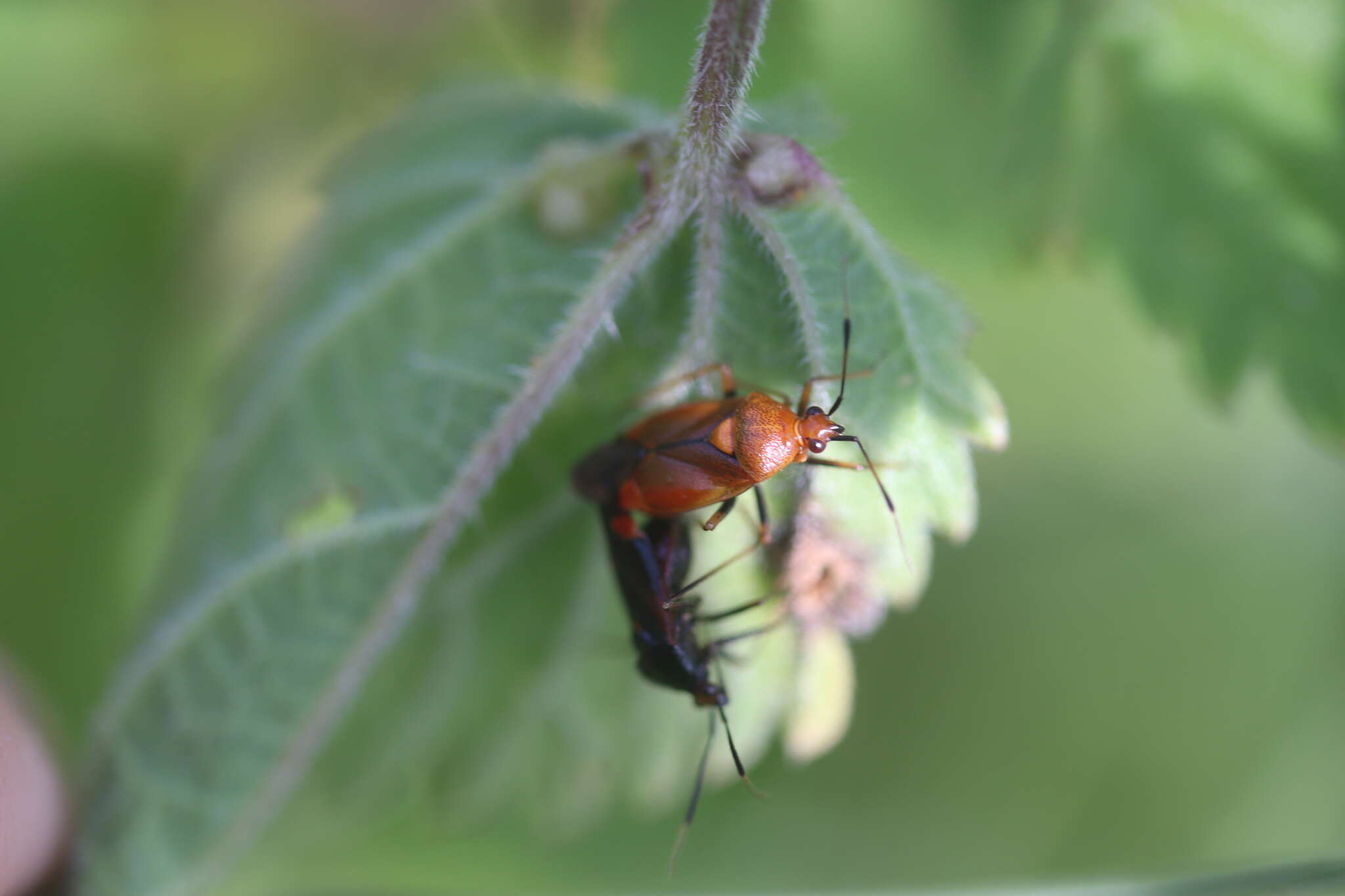 Image of red capsid bug