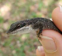 Sivun Anolis carolinensis Voigt 1832 kuva