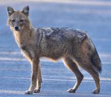 Image of Indian jackal