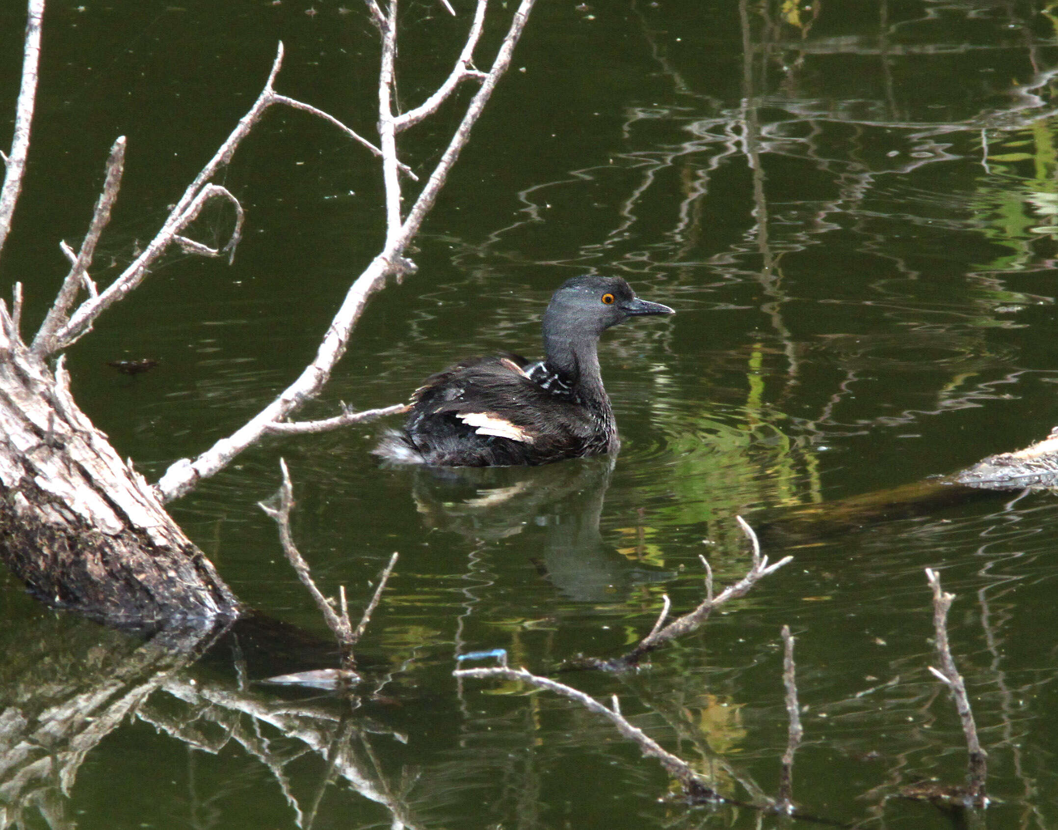 Imagem de Tachybaptus dominicus (Linnaeus 1766)