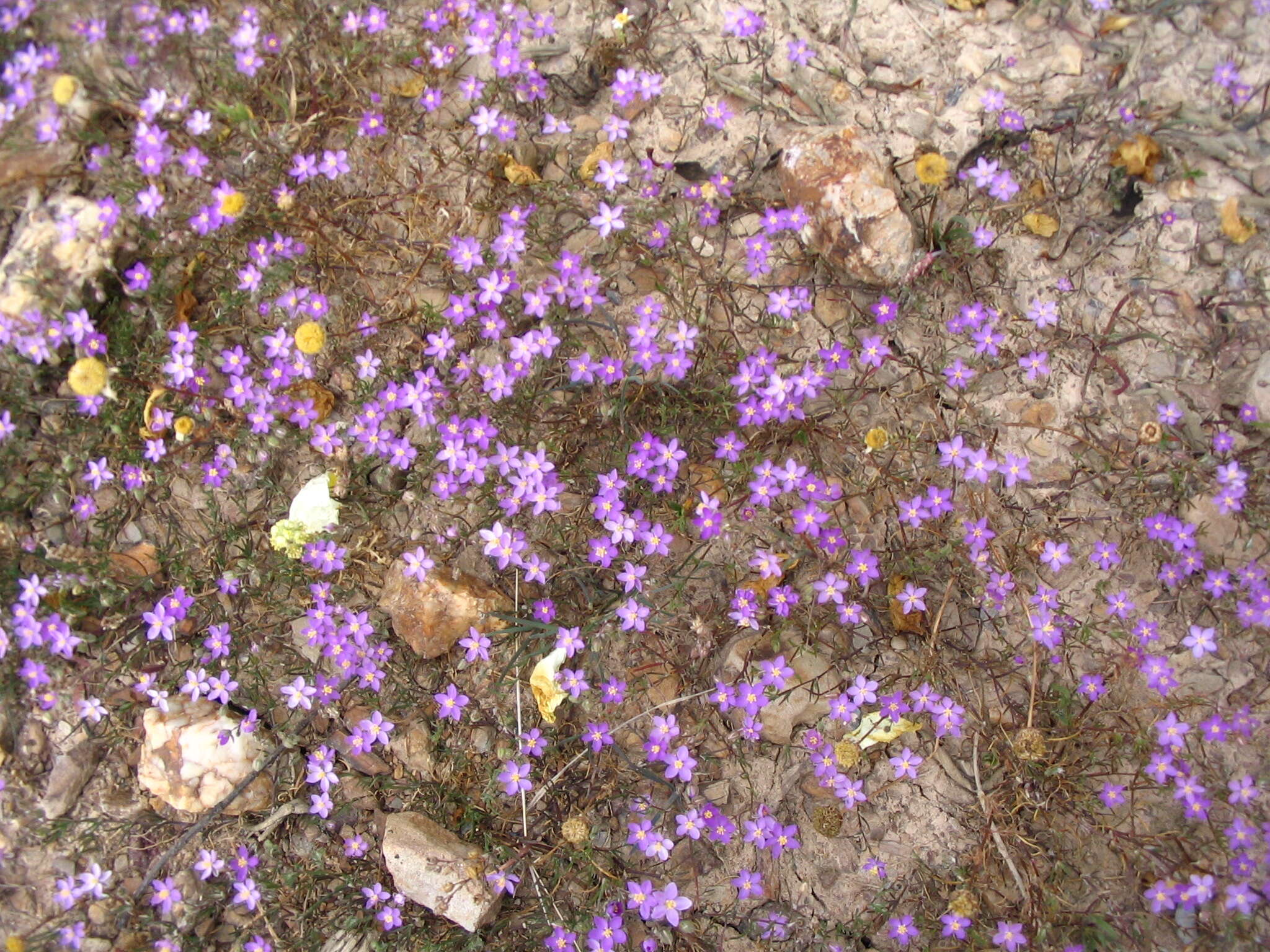 صورة Spergularia purpurea (Pers.) G. Don fil.