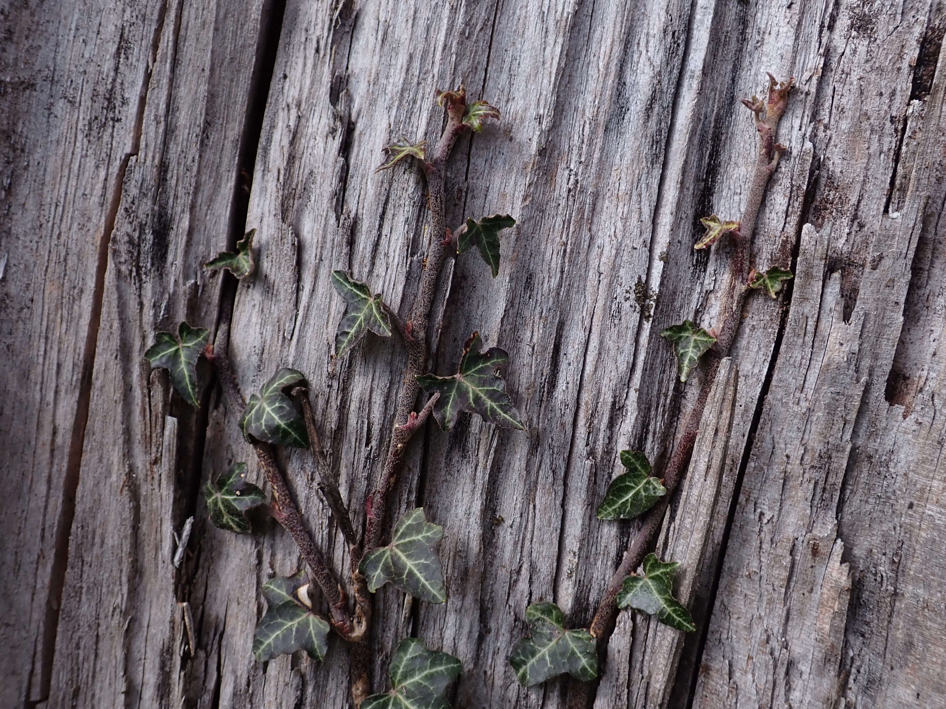 Image of English ivy