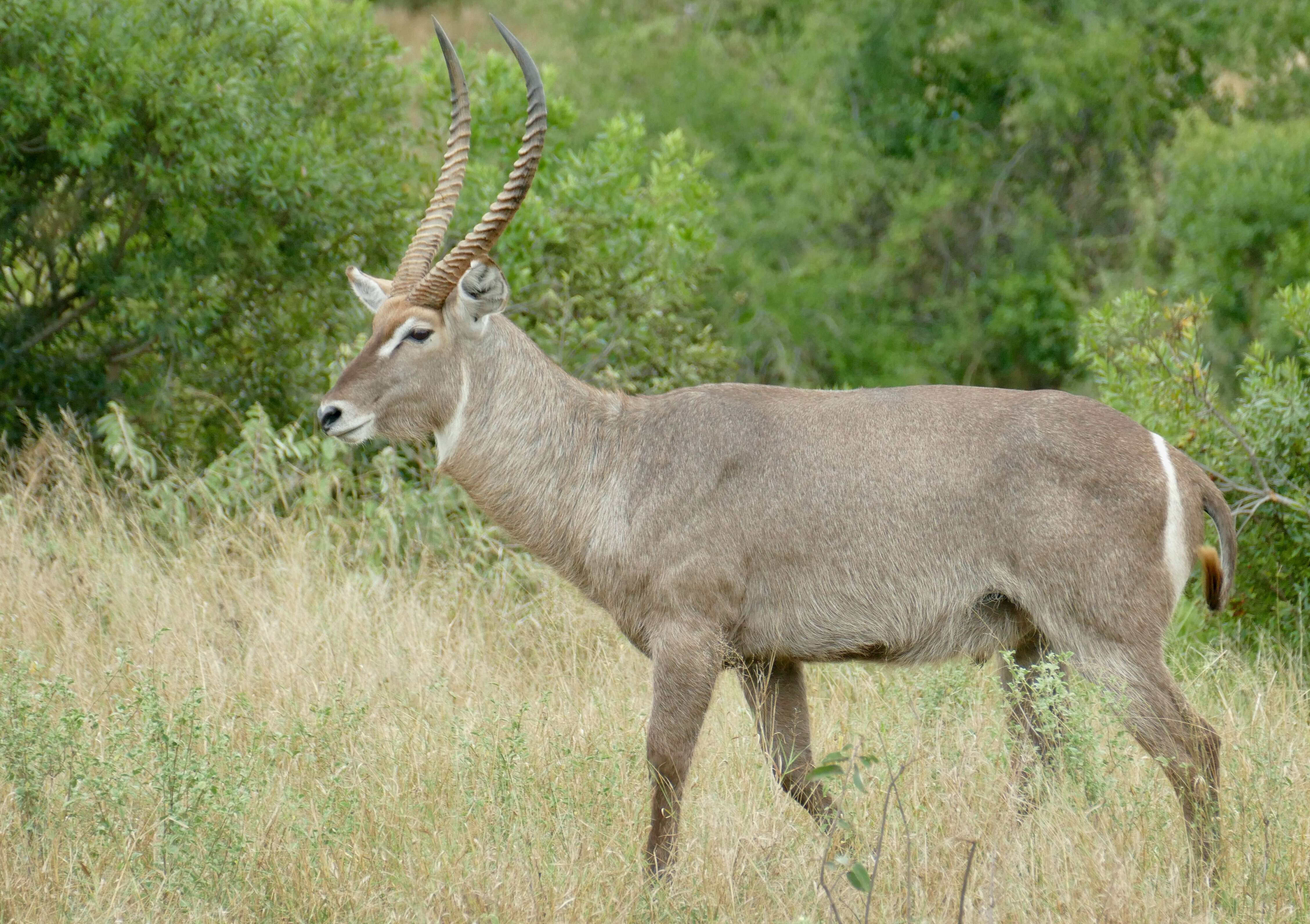 Image de Reduncinae