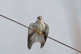 Image of Black-shouldered Kite