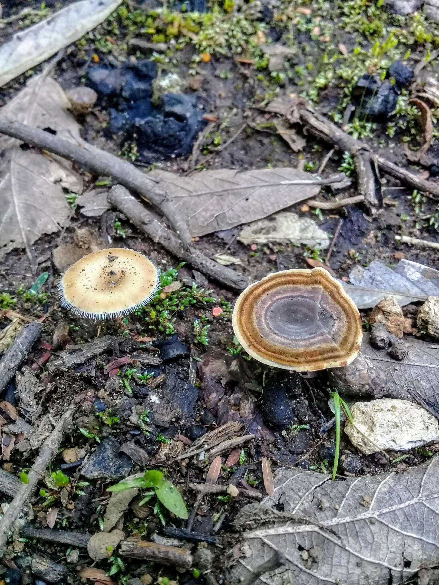 Image of Lentinus