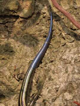 Image of Shanghai Elegant Skink