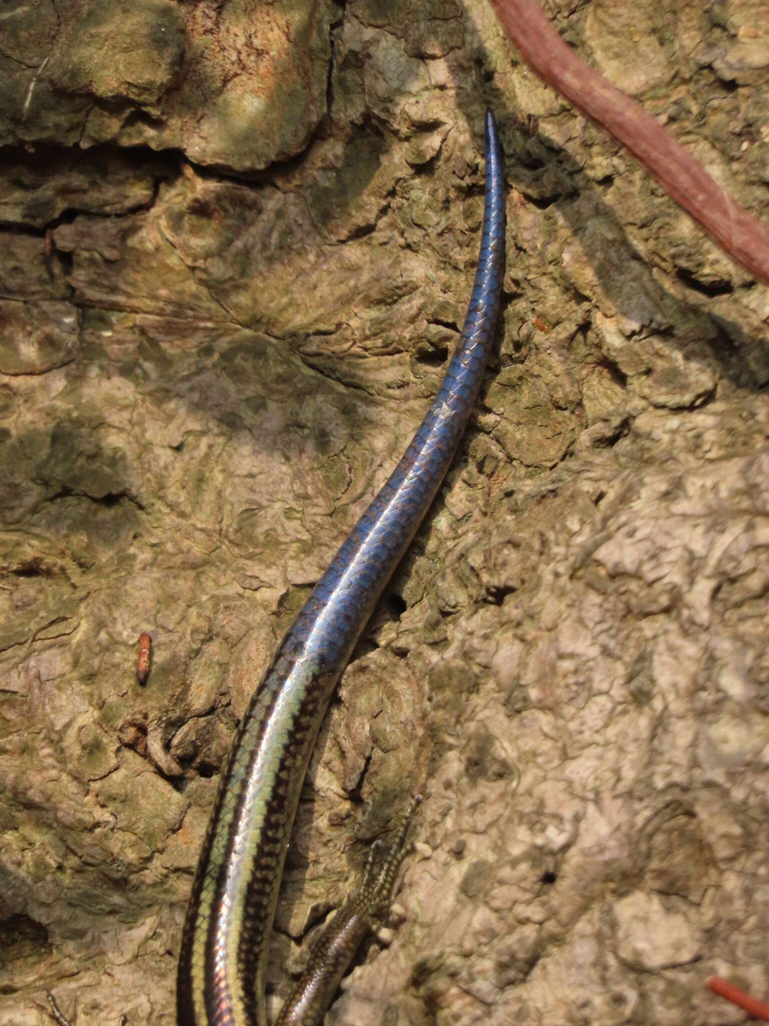 Image of Shanghai Elegant Skink