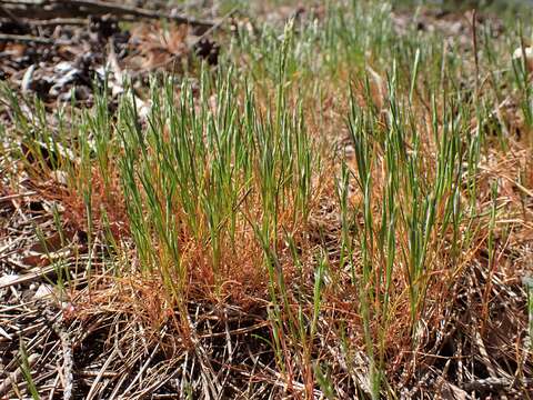 Image of early hair-grass