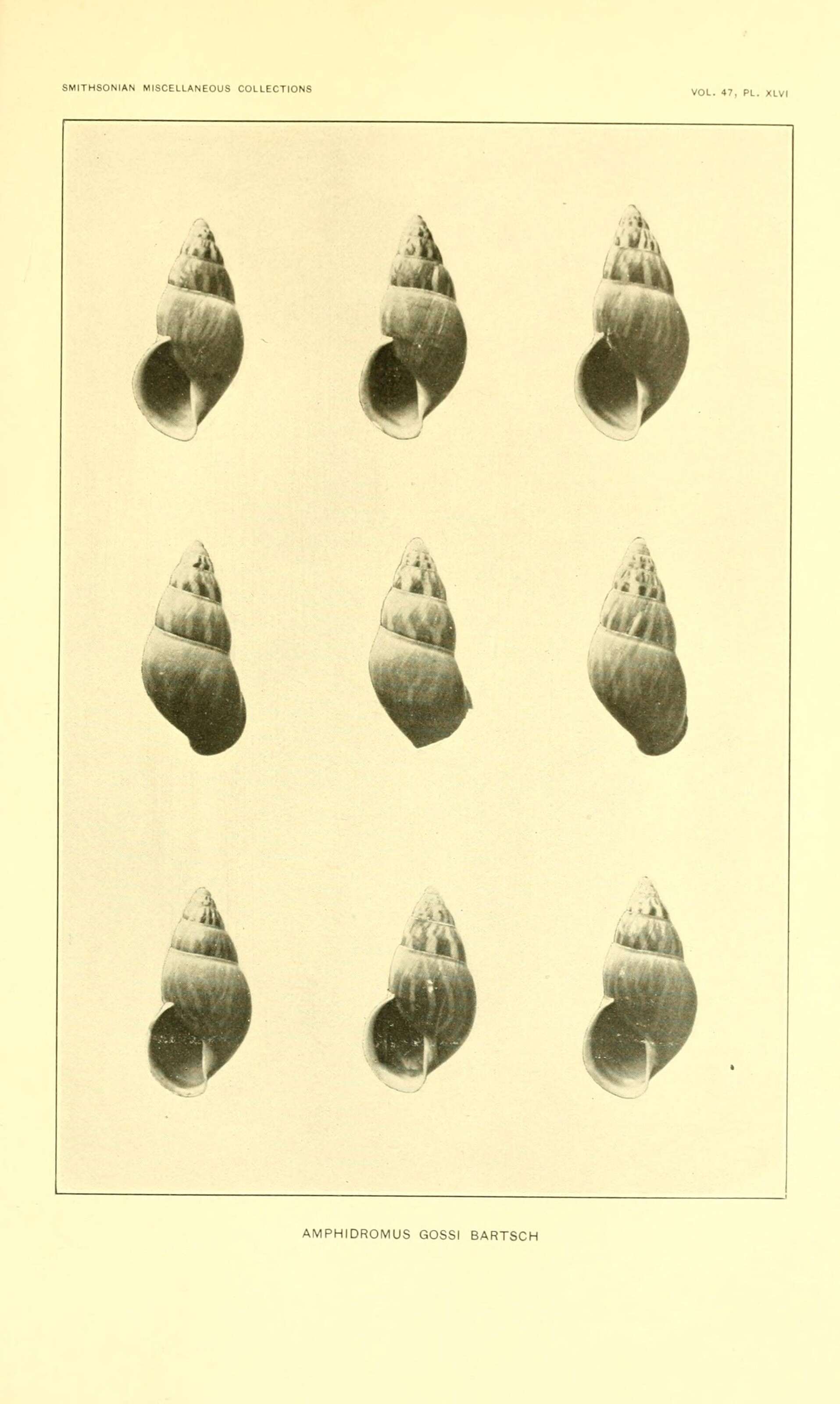 Image of Amphidromus Albers 1850