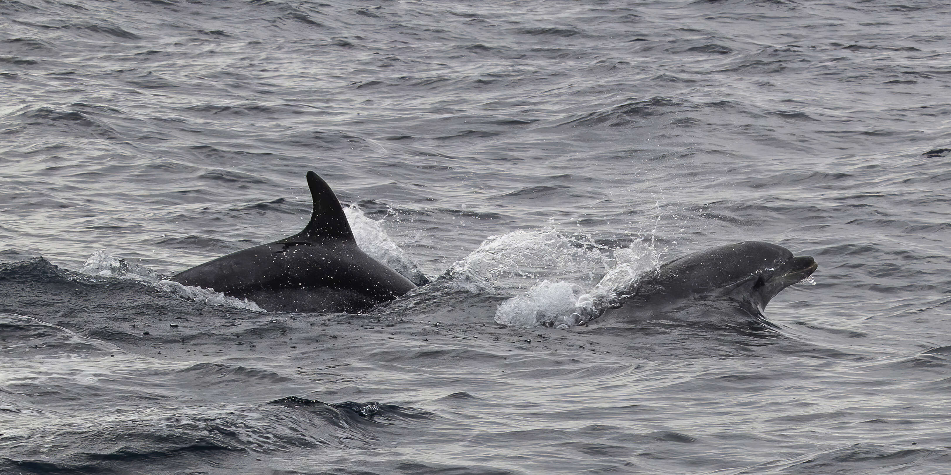 Imagem de Tursiops Gervais 1855