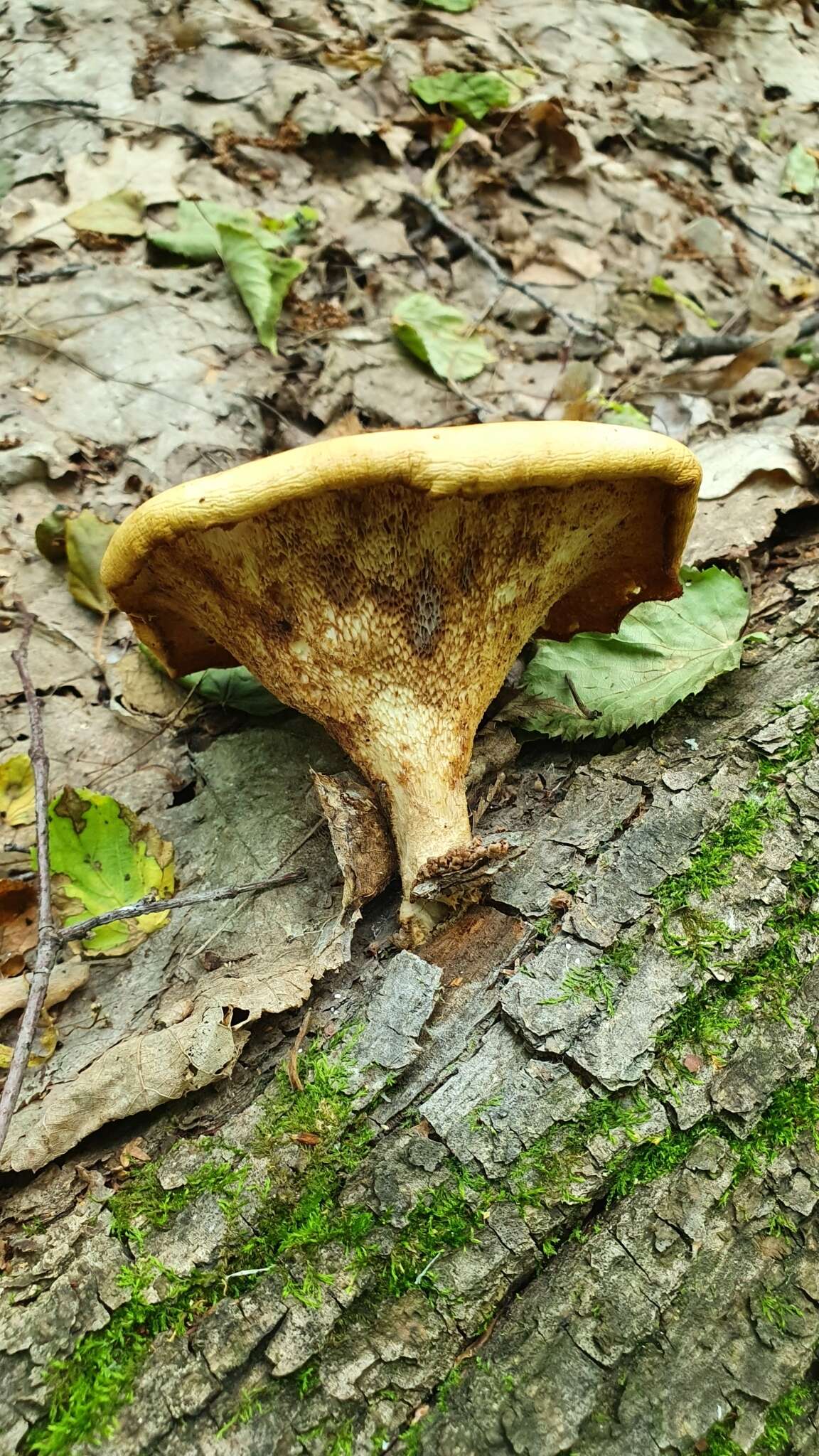 Image of Polyporus tuberaster (Jacq. ex Pers.) Fr. 1821