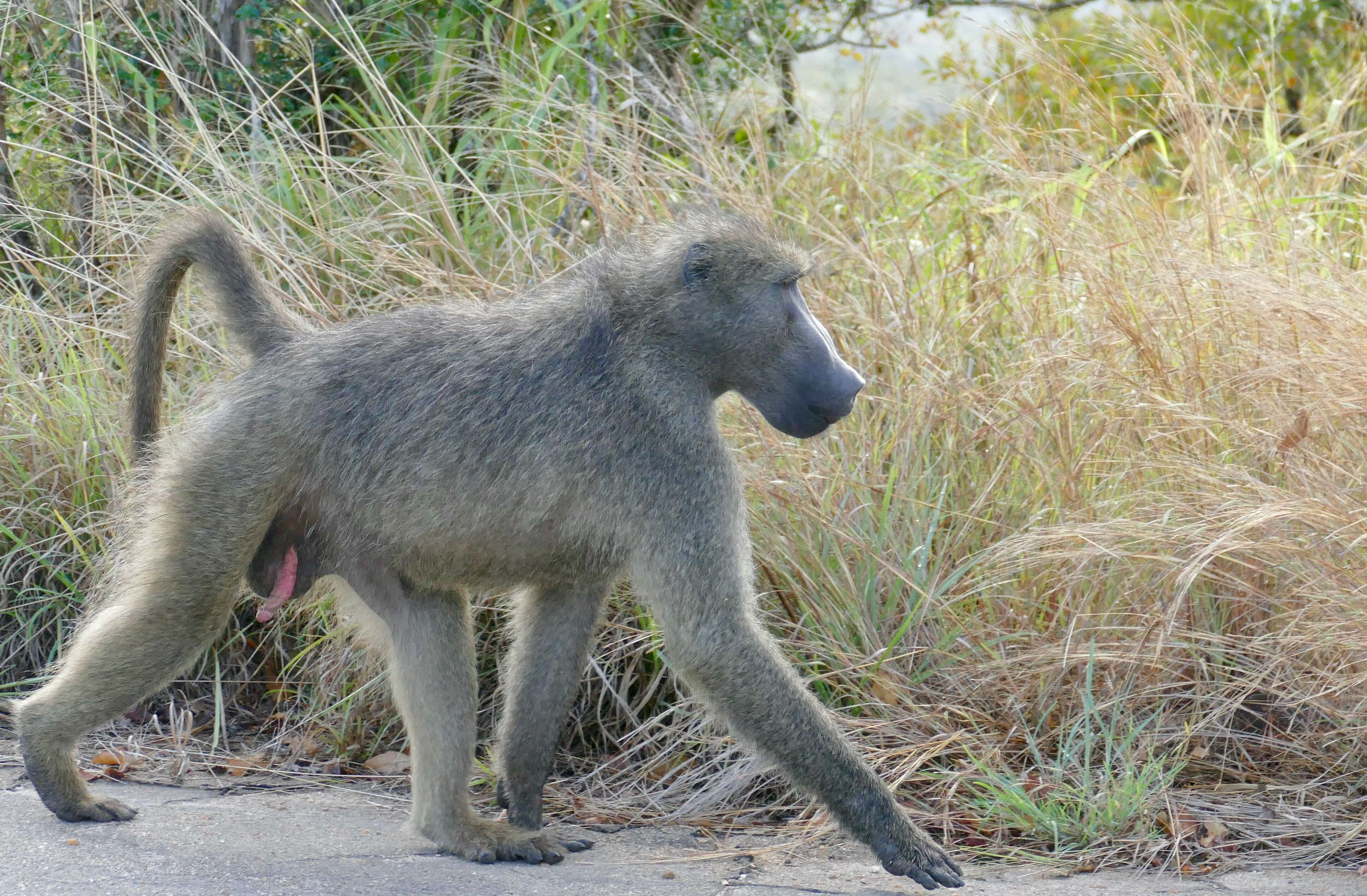 Image of Chacma Baboon