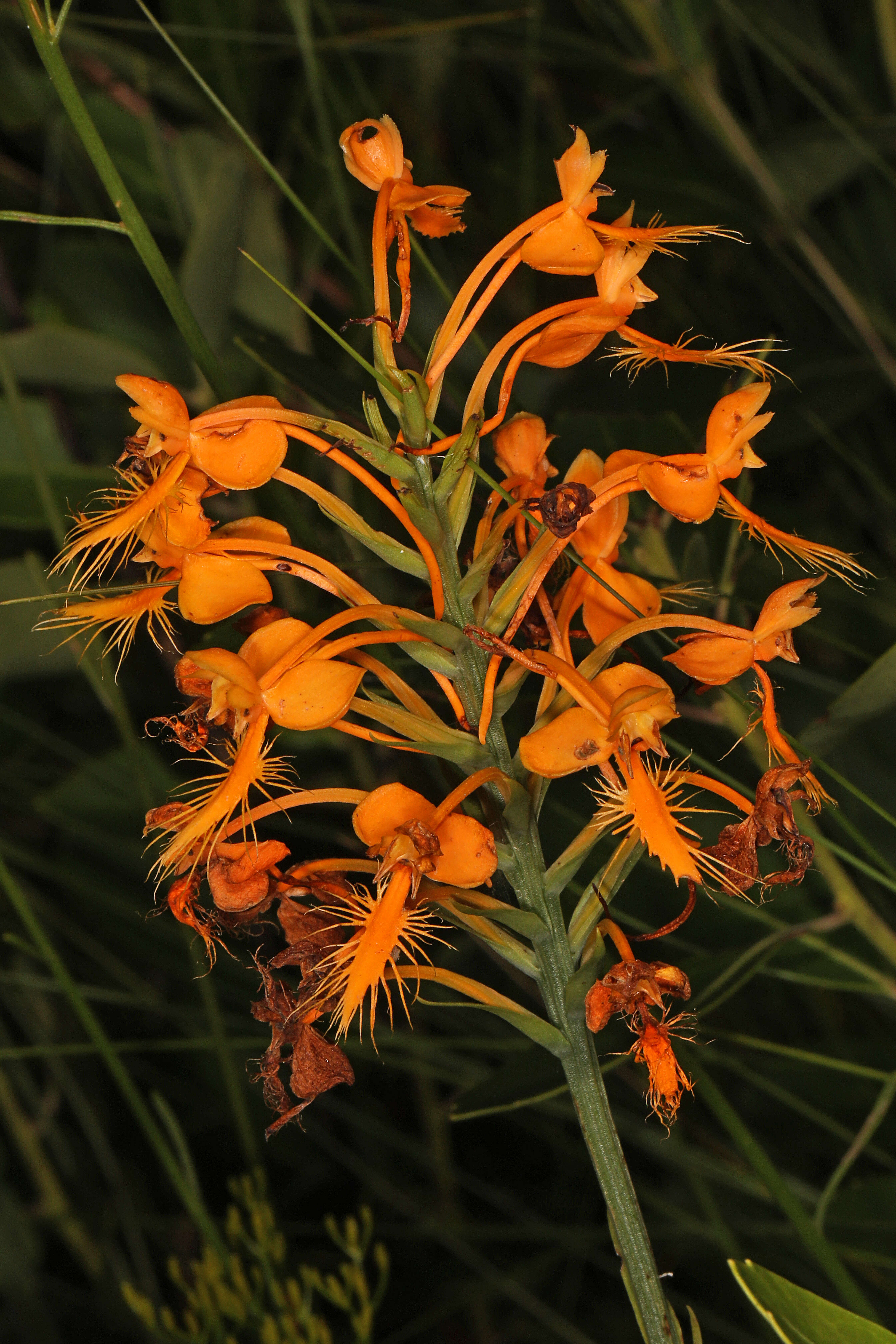 Image of Yellow fringed orchid