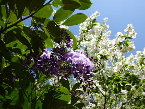 Image of wisteria