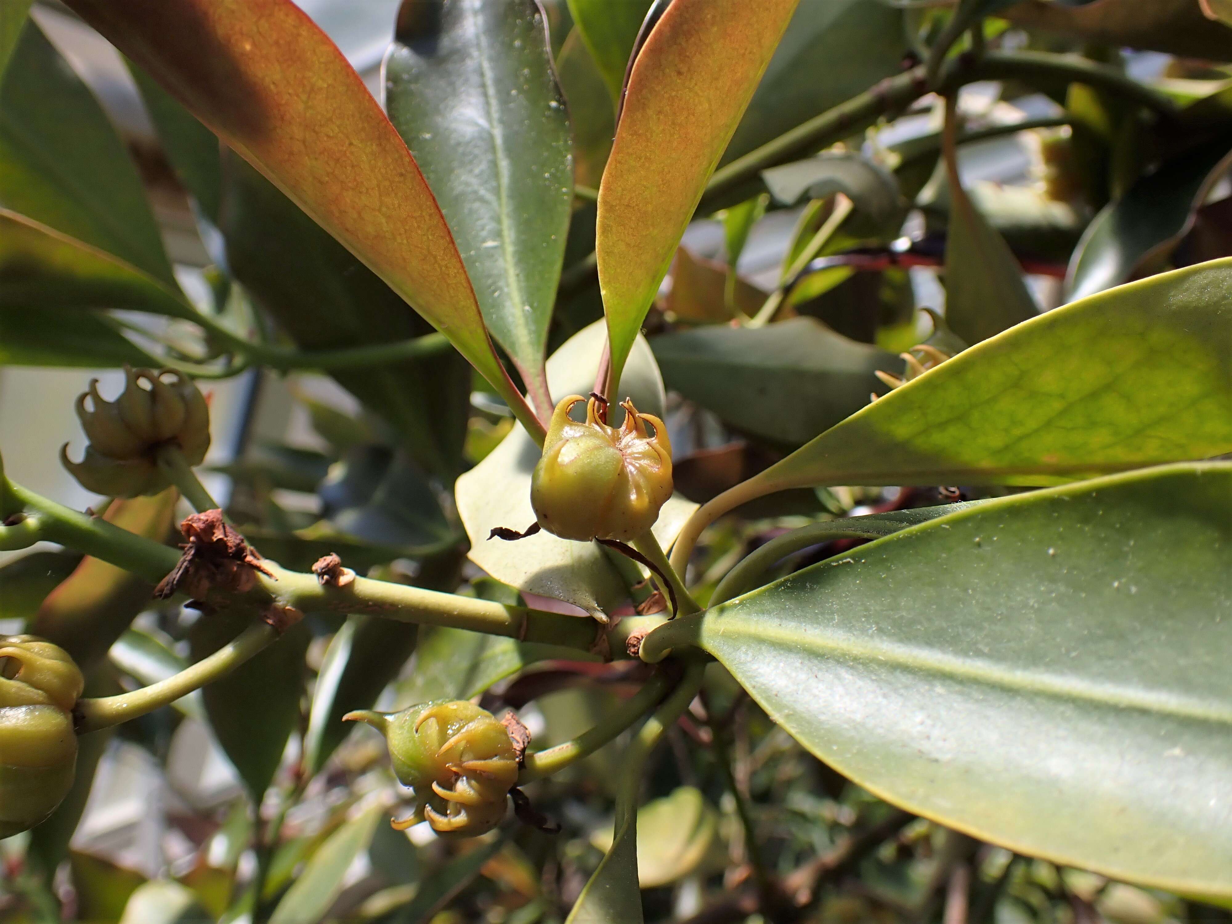 Imagem de Illicium anisatum L.