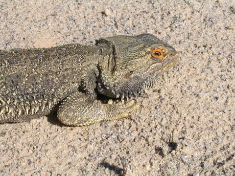 Plancia ëd Pogona vitticeps (Ahl 1926)