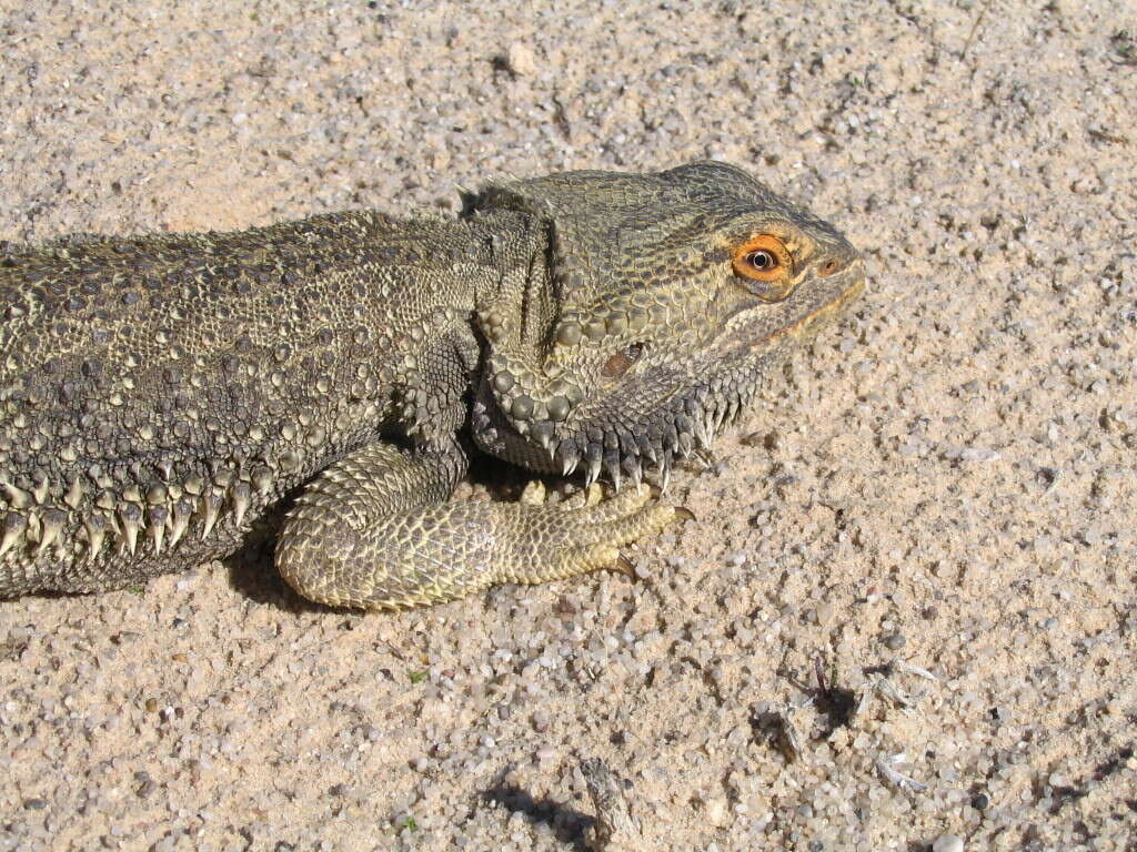 Image of Central bearded dragon