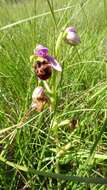 Image of Ophrys holosericea