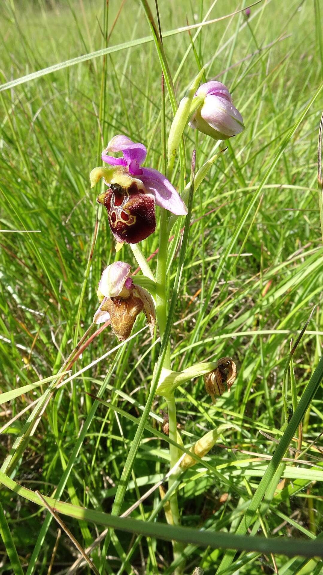 Image of Ophrys holosericea