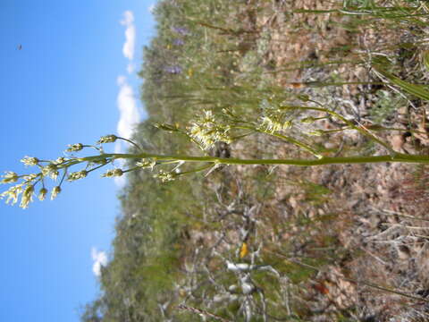 Image of foothill deathcamas