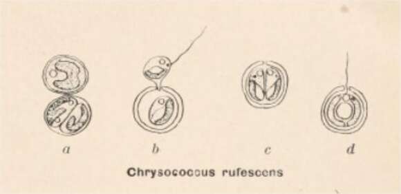 Image of Chrysophyceae