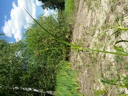 Image of Scirpus radicans Schkuhr