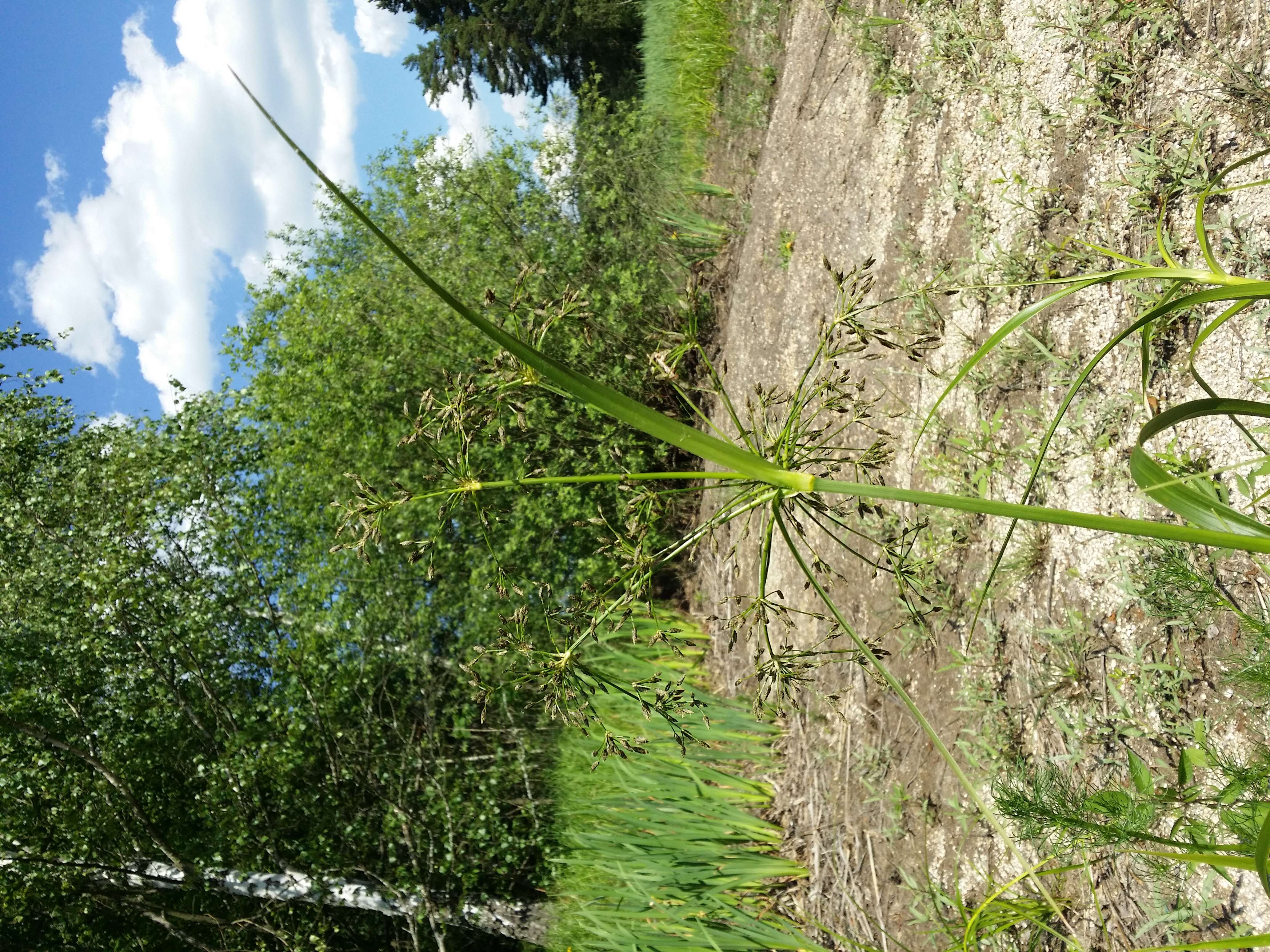 Image of Scirpus radicans Schkuhr