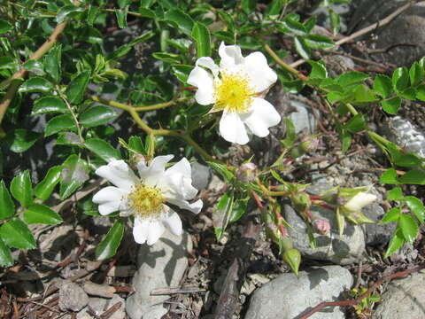 Image of Rosa lucieae