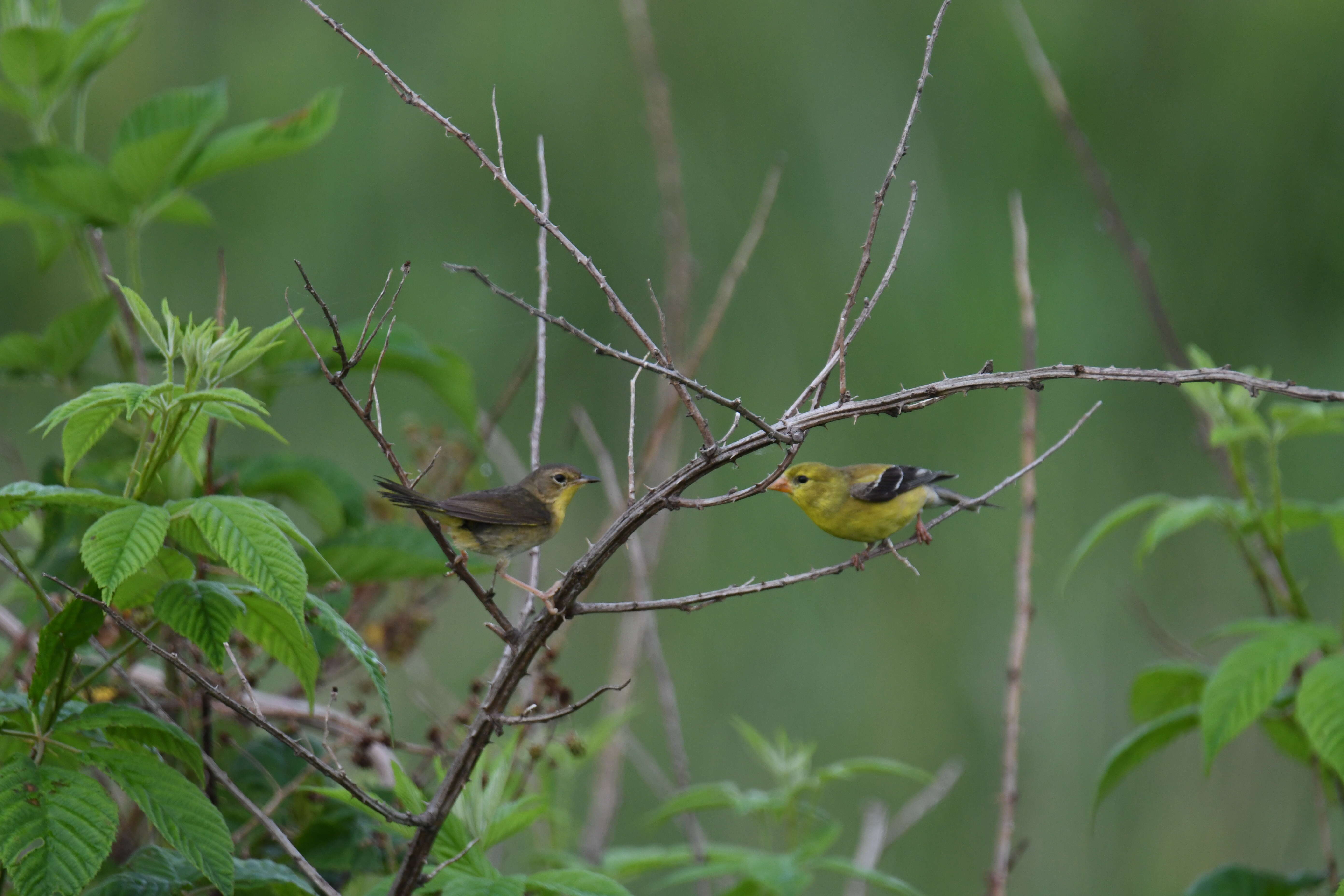 Geothlypis trichas (Linnaeus 1766) resmi