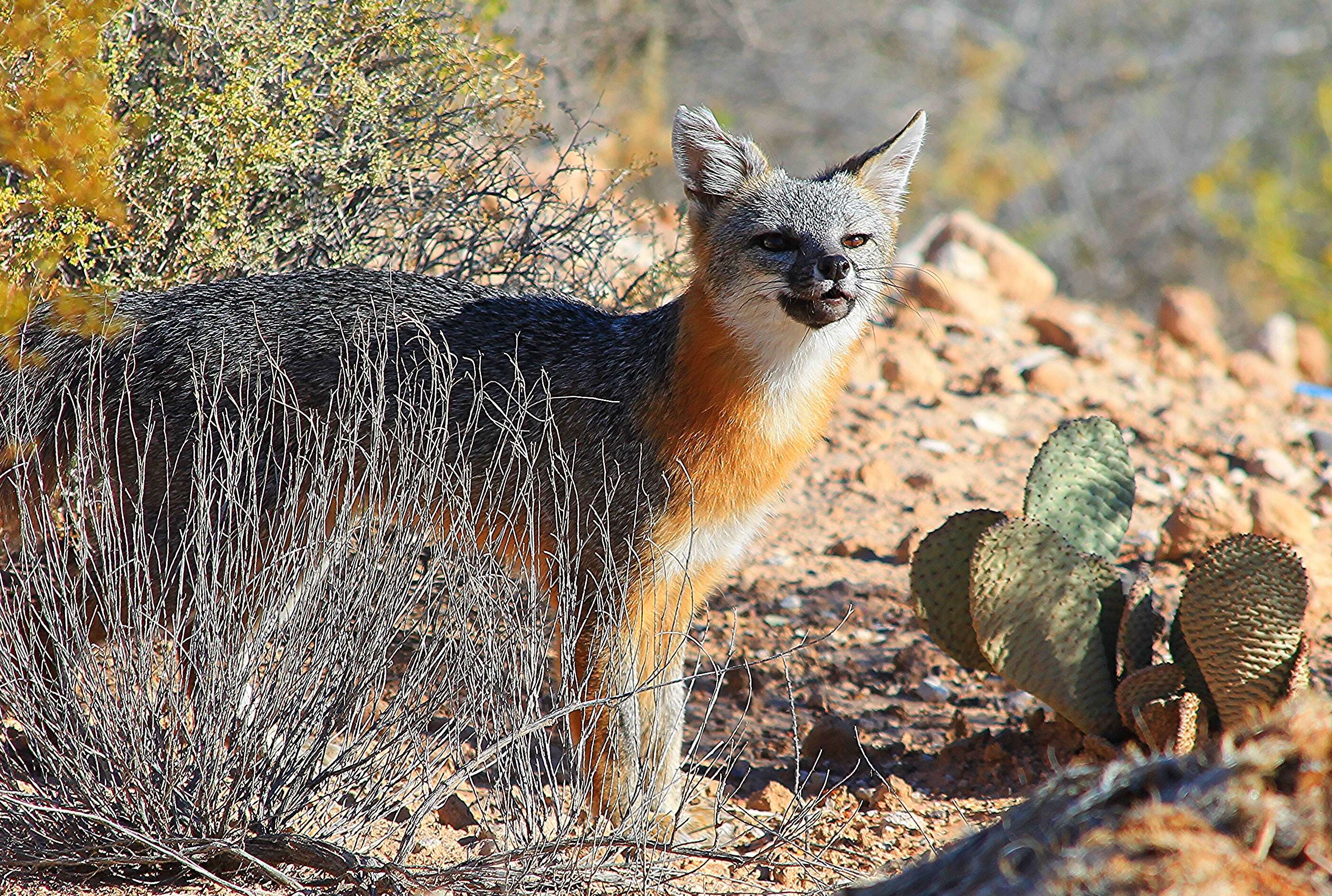 Image of Grey Foxes