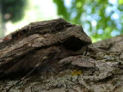 Image of convolvulus hawk moth