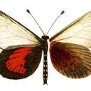 Imagem de Acraea cinerea Neave 1904