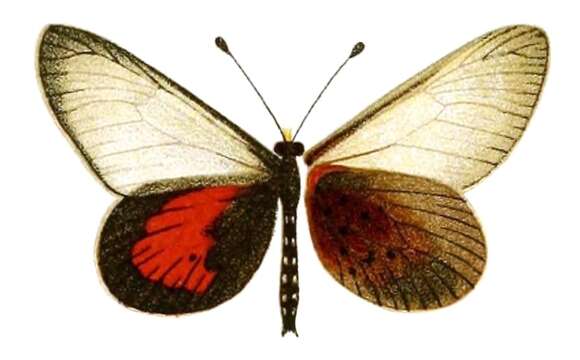 Imagem de Acraea cinerea Neave 1904