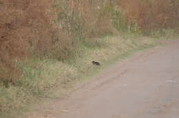 Image of Brazilian Guinea Pig