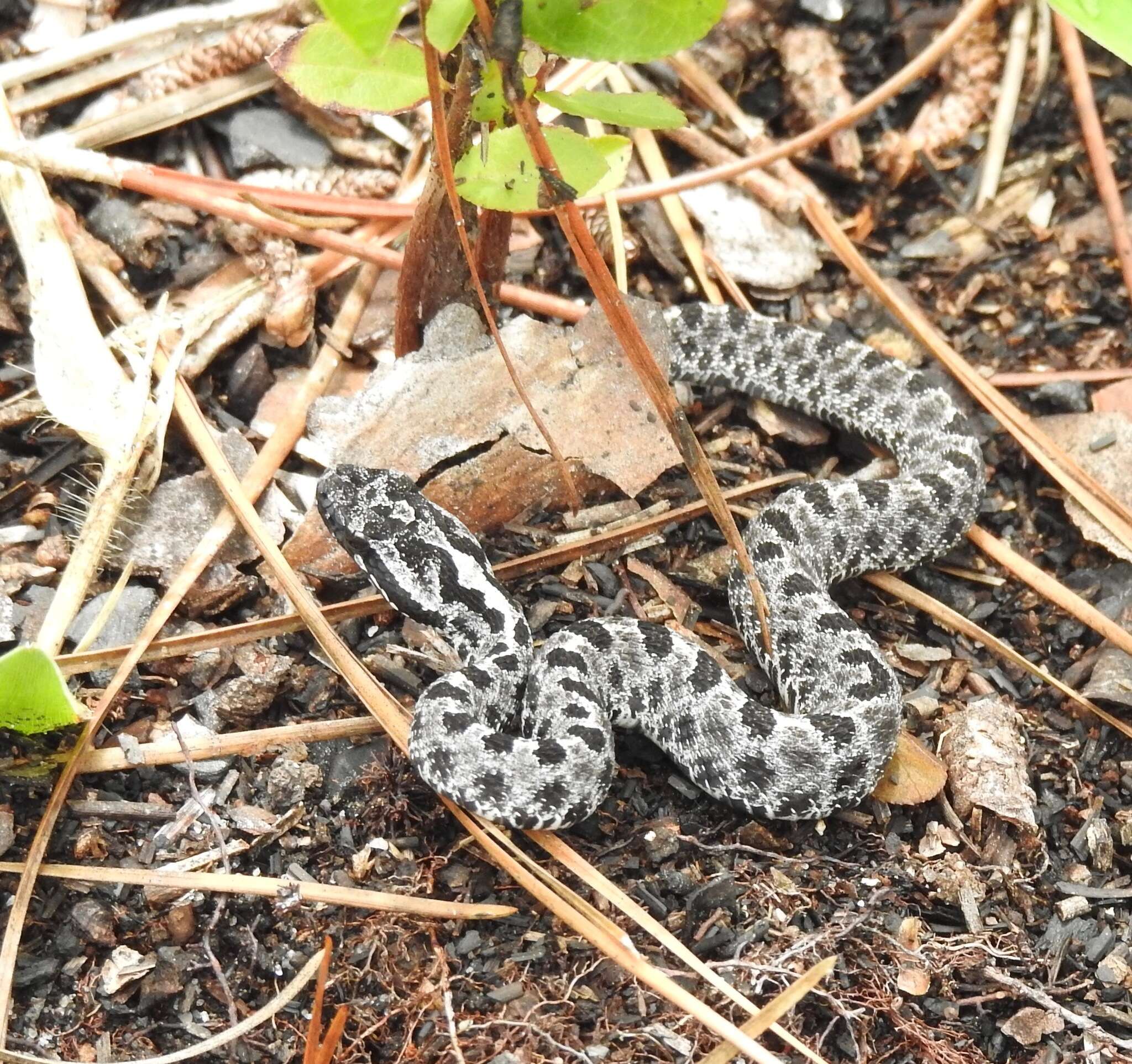 Слика од Sistrurus miliarius (Linnaeus 1766)