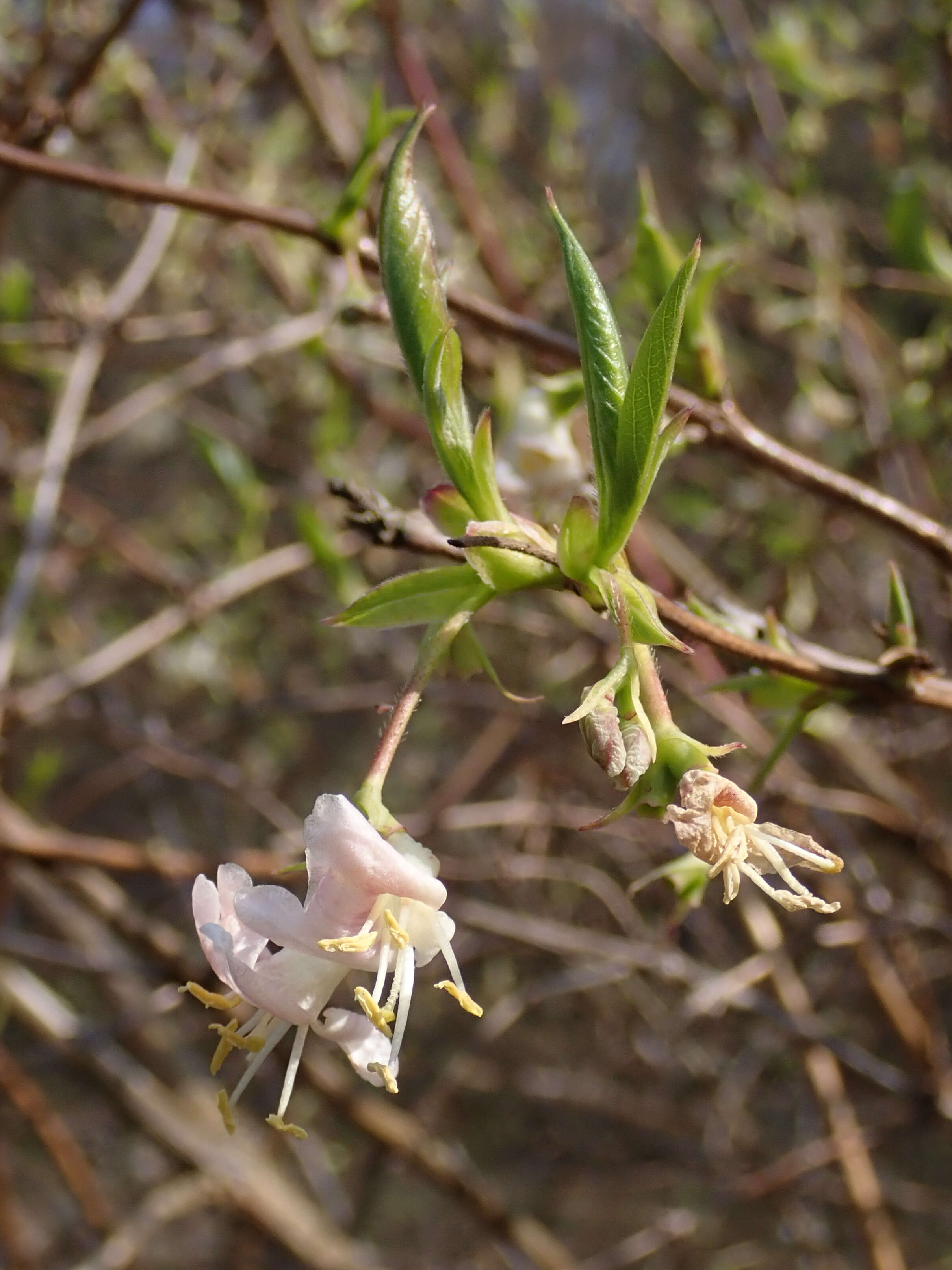 Imagem de Lonicera fragrantissima Lindl. & Paxt.