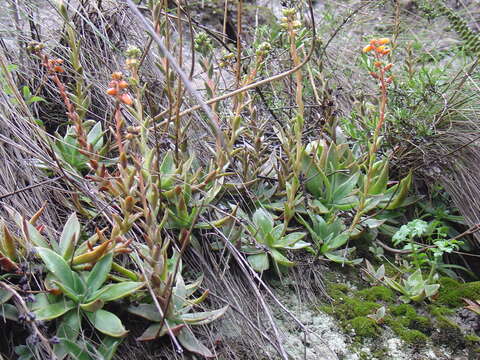 Image of echeveria