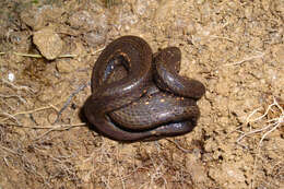 Image of Taczanowsky's Dwarf Boa.