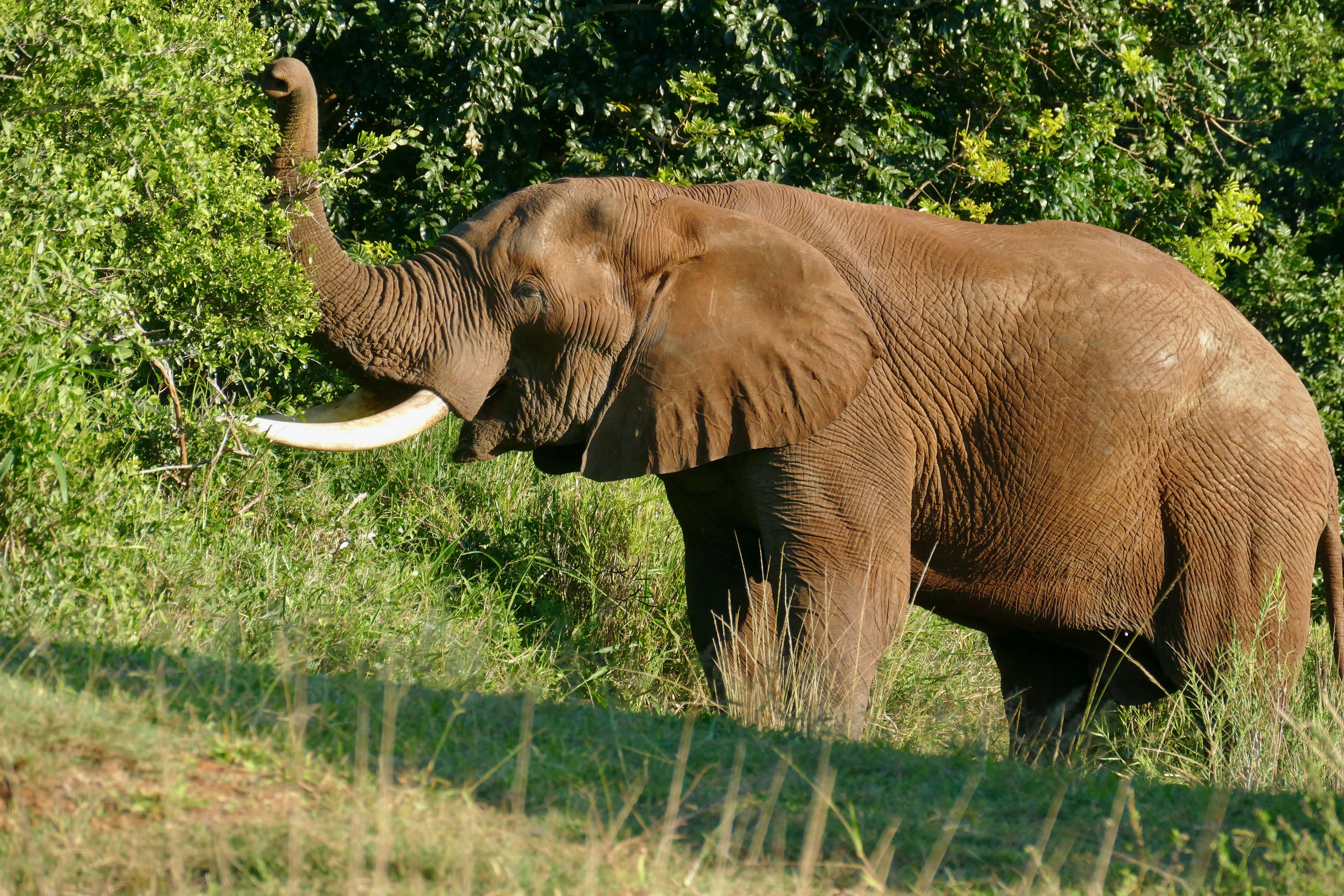 Image of African bush elephant