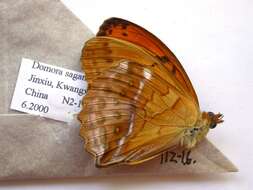 Image of Argynnis sagana