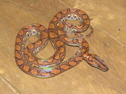 Image of Rainbow Boa