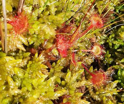 Image of Common Sundew