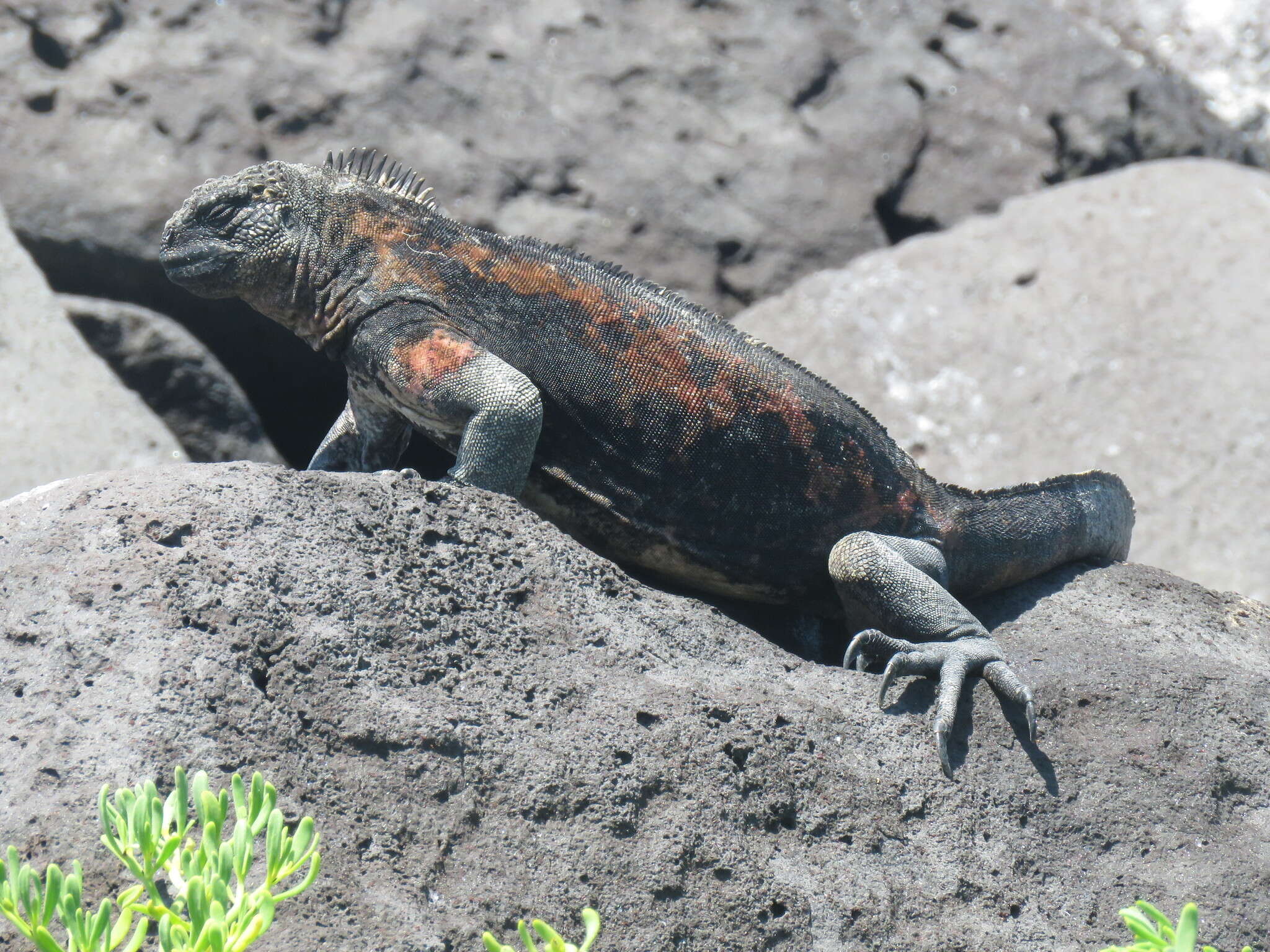 Image of marine iguana